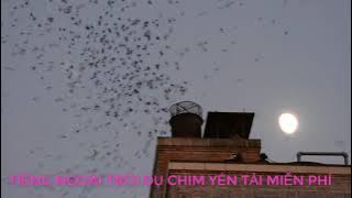 Tiếng Chim Yến Gọi Đàn Chuẩn Nhất. ÂM THANH GỌI CHIM YẾN VỀ NHÀ. TIẾNG CHIM YẾN CHUẨN 2020