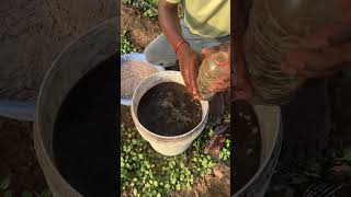 இயற்கை முறையில் கீரை வளர்ப்பு
