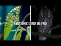 Panasonic Lumix DC-FZ82 | Unedited Test Footage (Macro, Zoom, Lowlight, Timelapse, Slowmo)