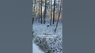 Exploring the quiet beauty of a snowy forest ❄️ #winter #snow #sweden #nature #walk #nordic #trees