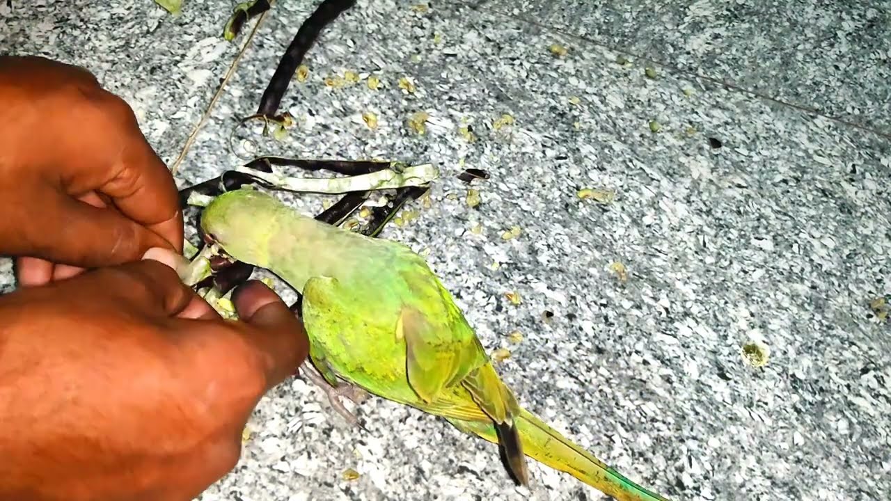 Parrot Video Compilation || Green Colour Parrot Talking National Sounds