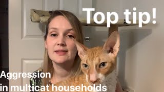 Top tip! Aggression in multicat households