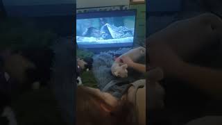 #кошки #melstroy #юки #смешныевидео #смешныеживотные #популярное #шортс