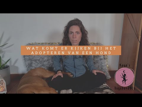 Video: Een hond adopteren: dingen om over na te denken vóór de adoptie
