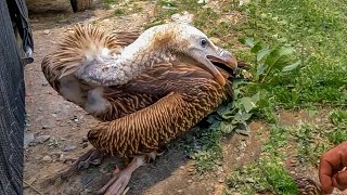 The injured Himalayan vulture has been transferred to the wild life