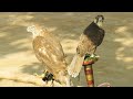 Shikra and falcon getting sunlight || Raptors Today