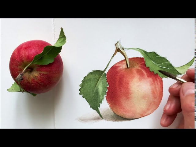 Watercolor artwork of an Apple,with ink pen  by abeerr-creates