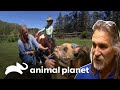 Casos de emergência que comoveram o doutor Jeff | Veterinário das Montanhas | Animal Planet Brasil