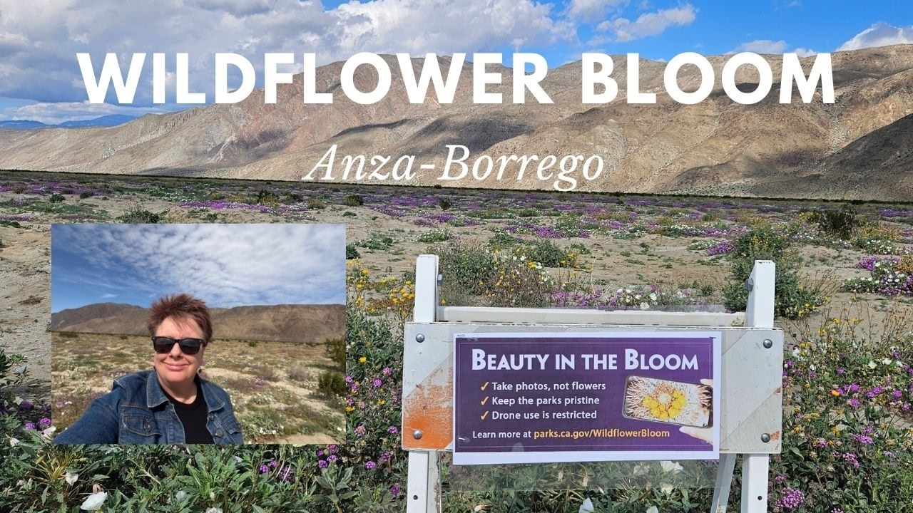 After the Storm: Henderson Canyon Wildflower Bloom Update 🌼