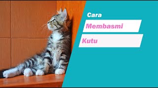 cara membasmi kutu membandel by cat story 883 views 4 years ago 7 minutes, 22 seconds