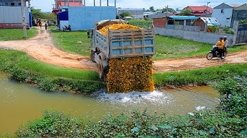 First Start New Project! Landfill Delete Flooded Pond by Dozer D20P Push Stone, 5Ton Truck Unloading