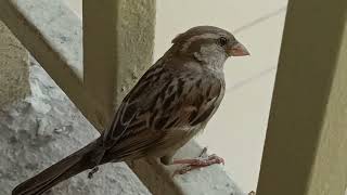 bird at Balcony