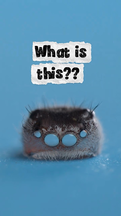 JUMPING SPIDER Molting #cute #mytinyfeeds #petspider