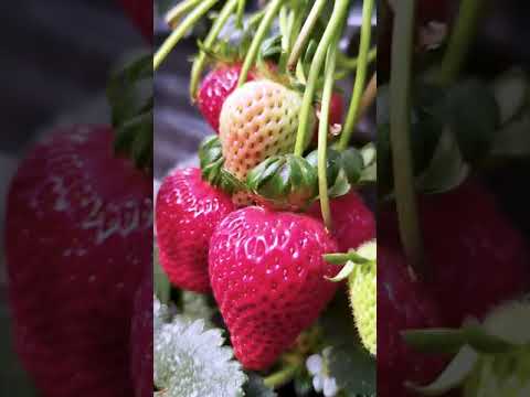 Video: Producción de fresas en invernadero: ¿Puedes cultivar fresas en un invernadero?