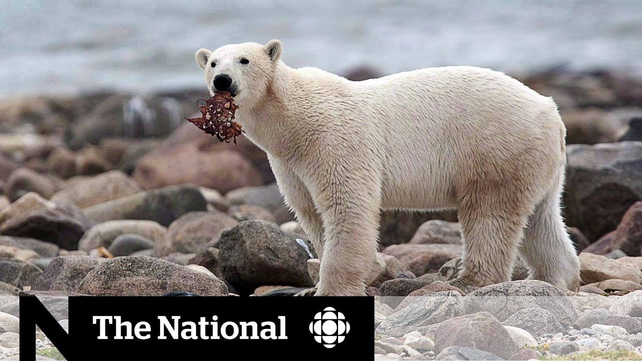 Inuit Community Calls For Change In Polar Bear Protection Measures Inuit Community Calls For Change In Polar Bear Protection Measures