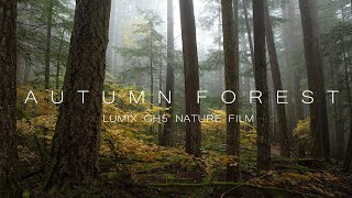 Autumn Forest -  Nature Video | Forest Sounds & Visuals
