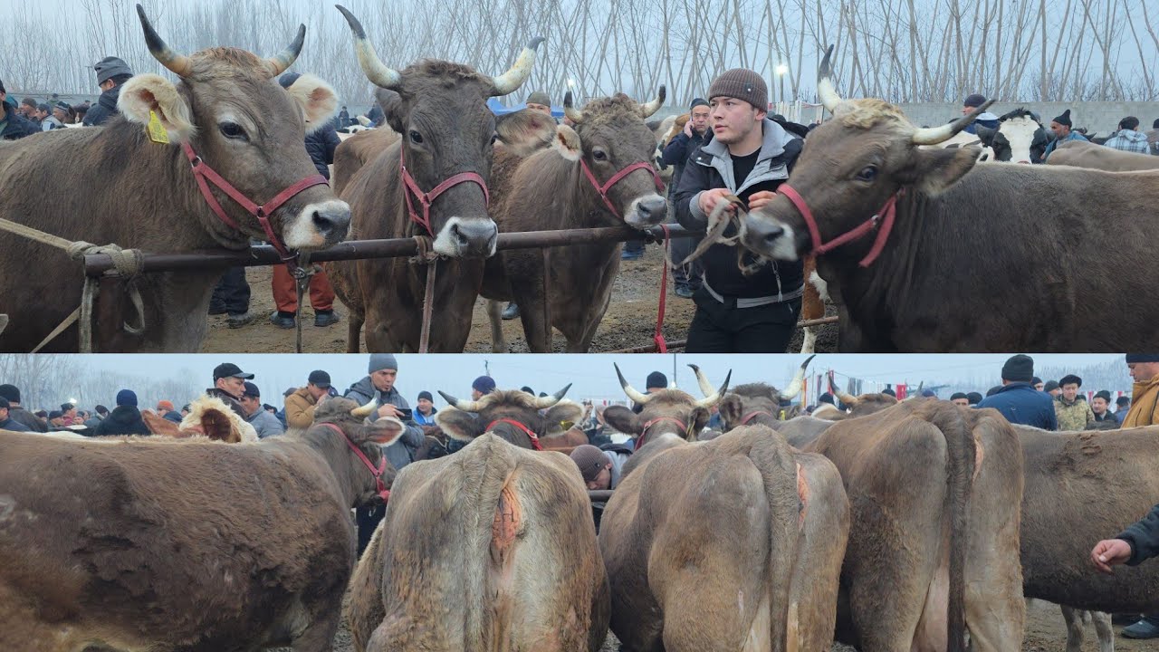 Shaxrixon Mol Bozori 😱 140-Mln Daxshat Bozor Zõr Bõldi