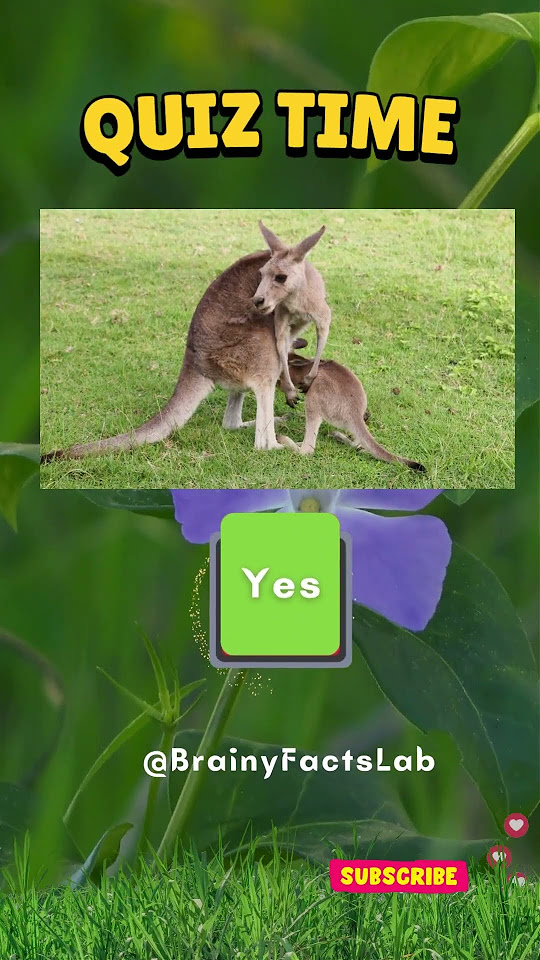 Animal Yes Or No Quiz Time Can You Guess These Animal Facts YouTube animal-yes-or-no-quiz-time-can-you-guess-these-animal-facts-youtube