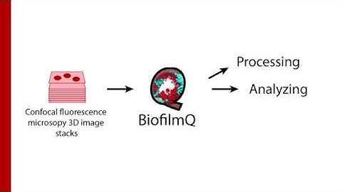 BiofilmQ Tutorials - 1. Introduction
