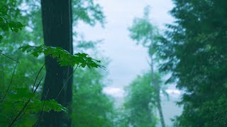 Rain White Noise with Distant Ocean Waves | Nature Sounds for Sleep & Relaxation