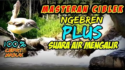 MASTERAN CIBLEK NGEBREN plus SUARA AIR MENGALIR sekaligus pancingan ciblek agar bunyi