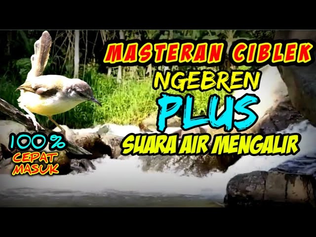 MASTERAN CIBLEK NGEBREN plus SUARA AIR MENGALIR sekaligus pancingan ciblek agar bunyi class=