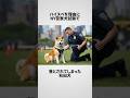 ニューヨークの警察犬試験で不合格になった秋田犬 #海外の反応 #芝犬