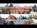 Ноокат  Жылкы Базары УКМУШ КЫЗЫДЫ  Жакшы Беелерди Тарттык