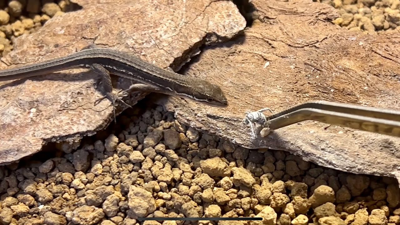 カナヘビ達にコオロギを与える【爬虫類】