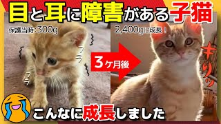 【神戸保護猫】目と耳に障害がある子猫が3ヶ月でこんなに成長しました