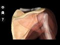 “The Wing of the Shoulder — Exploring the Scapula in 3D”