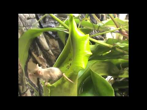 Agile Mouse vs Big, Hungry Carnivorous Plant. https://www.hungryflytraps.com/