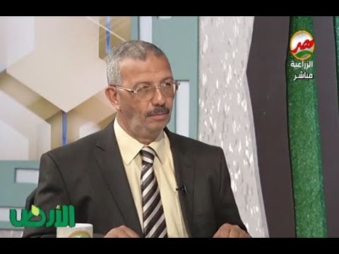 فيديو: كيف يتم الحصول على الأعشاب البحرية