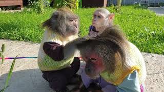 Pet Monkey