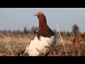 Willow Ptarmigan surveying scene