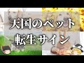 【ゆっくり解説】亡くなったペットが生まれ変わったときのサイン9選