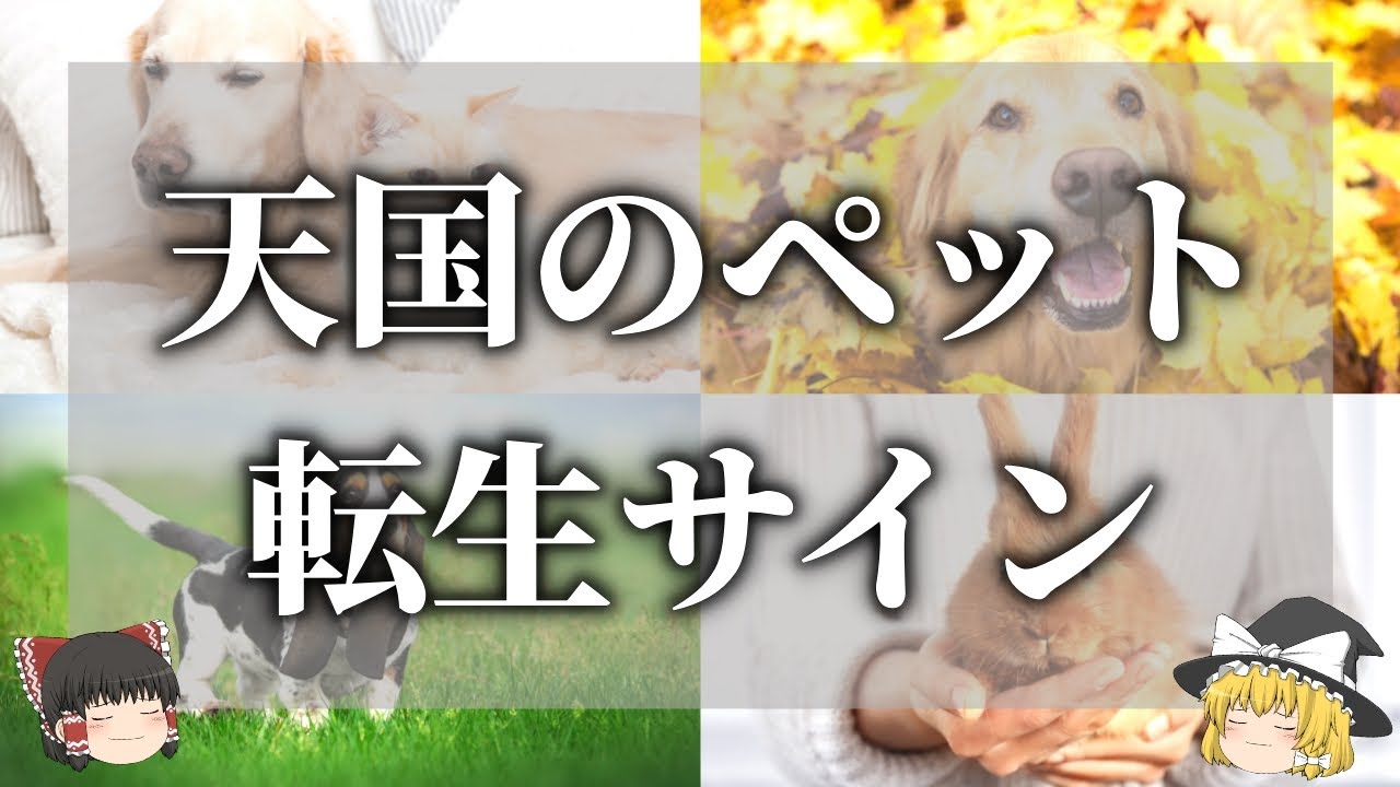 【ゆっくり解説】亡くなったペットが生まれ変わったときのサイン９選