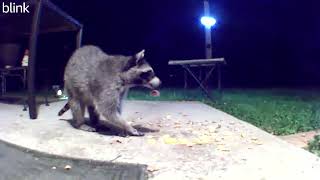 Randy Raccoon Like Fritos