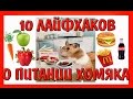 10 ЛАЙФХАКОВ О ПИТАНИИ ХОМЯКА // ЧЕМ КОРМИТЬ ХОМЯЧКА // #ХОМЯК / ЧТО МОЖНО ХОМЯКУ