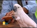 Bird Whisperer - Daytime TV show