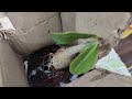 THE BONSAI PLANTS Beautiful Adenium Dessert Rose Plant (Just Rs 200 on Amazon)
