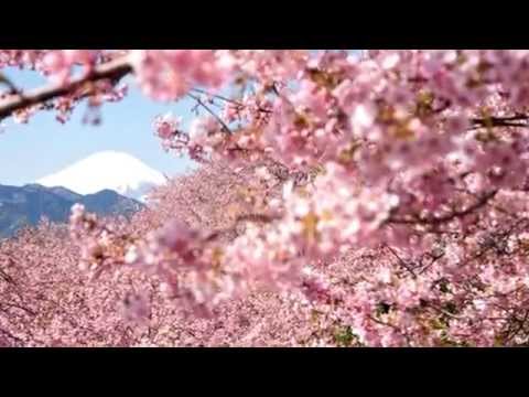 Cherry blossoms in Japan - YouTube