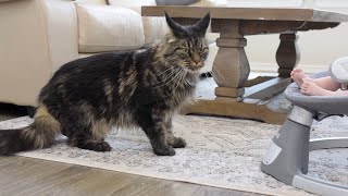 #MaineCoons SCARED of New Baby by Life with Maine Coon Cats 3,769 views 7 months ago 4 minutes, 2 seconds