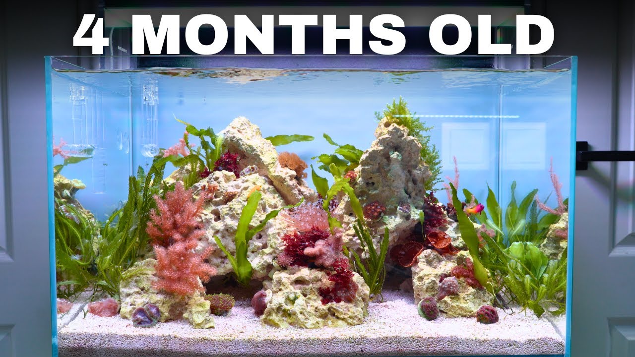 ADDING MORE FISH & SHRIMP TO THE BEGINNER FRIENDLY REEF TANK