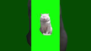 Brother Calm (Cat Meme) | Green Screen