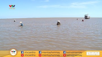 Trải nghiệm đáng thử trên bãi nghêu lớn nhất miền Tây. (Biển Tân Thành- Tiền Giang)