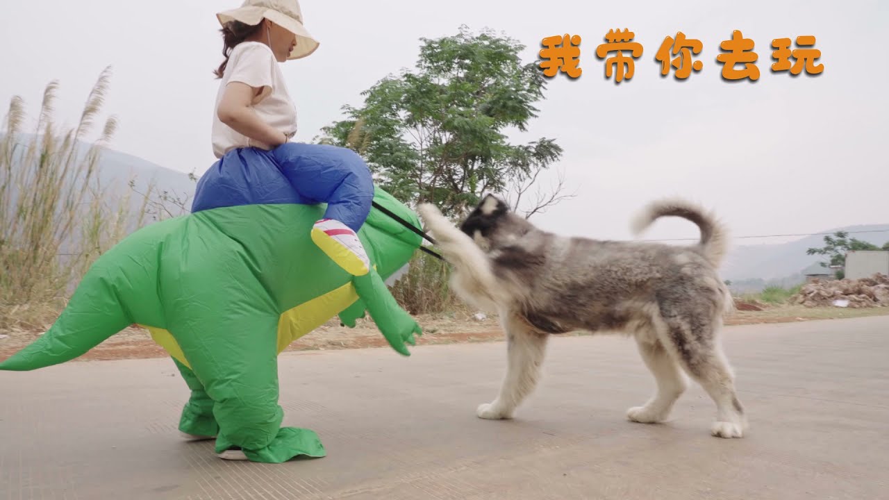 大王的恐龙新朋友 Dawang's new friend of dinosaurs丨Apenjie with Dawang