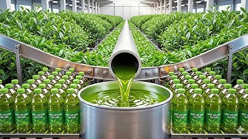 Inside a Modern Tea Factory - Process Relaxing Tea Leaf Rolling & Drying Technology