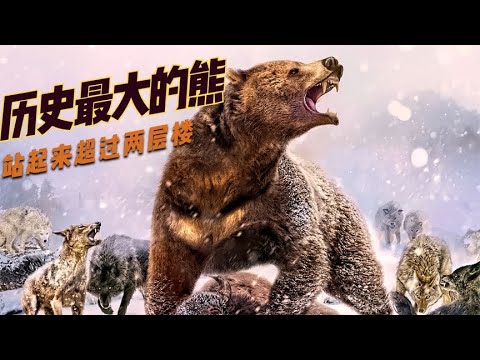 它是历史最大的巨熊，站起来5M高，现存北极熊在它面前都是弟弟！  #动物世界 #自然传奇 #大自然 #動物 #動物故事 #野生動物 #動物反殺 #万物有光