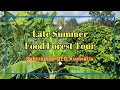 Late summer food forest update at permaculture haven foodforest subtropical fruittrees